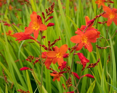 Crocosmia varieties: 16 gorgeous types of montbretia to try | Gardeningetc