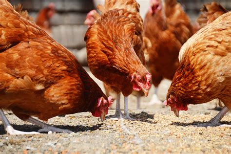 Best Chicken Feed Options for Your Flock - Rural Living Today