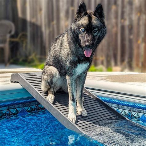 Best Dog Pool Ramps In 2023