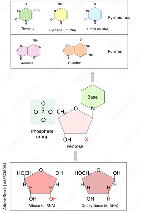 Nucleotide structure. Bases in DNA and RNA: adenine, cytosine, guanine ...