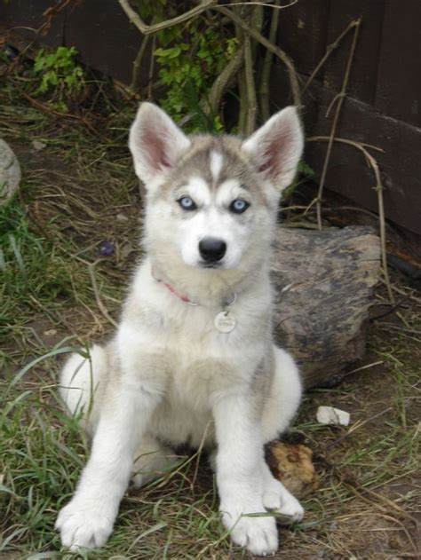 Animals And Pets, Baby Animals, Cute Animals, I Love Dogs, Cute Dogs, Northern Inuit Dog, Wolf ...