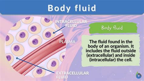 Body fluid - Definition and Examples - Biology Online Dictionary