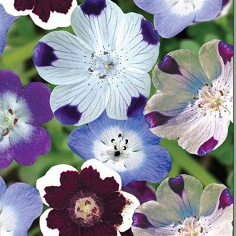 Nemophila Seeds - Mixed | Flower Seeds in Packets & Bulk | Eden Brothers