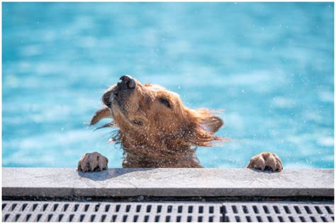 Chaos As Dogs Who Have 'Never Seen a Pool Before' Fall Straight In ...