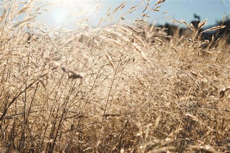 Grass in the frost. Frost on the grass in the morning sun. Winter ...