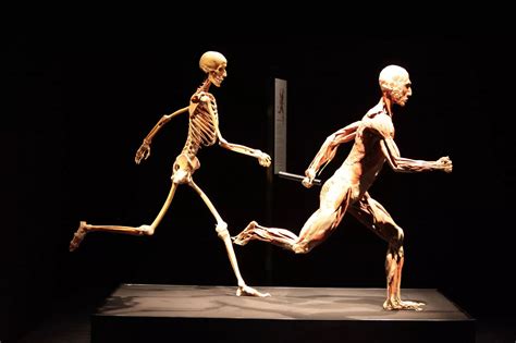 Body Worlds Exhibition at the Centre for Life - Chronicle Live