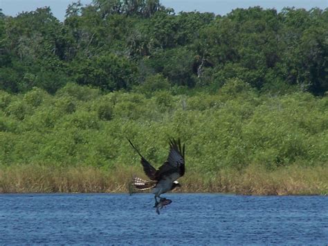 Osprey Catching Fish