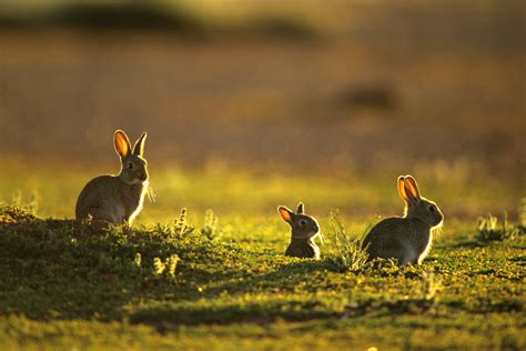 TIL that 24 rabbits set lose in Australia grew to a population of 10 billion in about 67 years ...