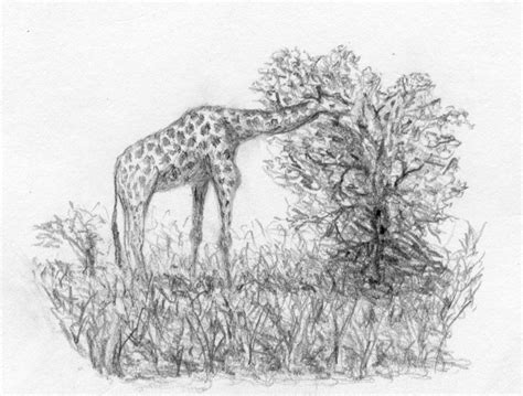 The Giraffe’s Short Neck: Why Evolutionary Thought Needs a Holistic ...