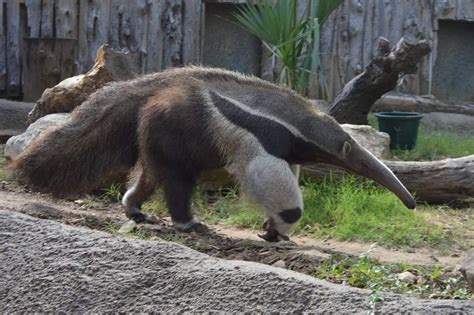 Giant Anteater (Myrmecophaga tridactyla) - ZooChat