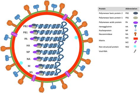 Simple Influenza Virus Structure