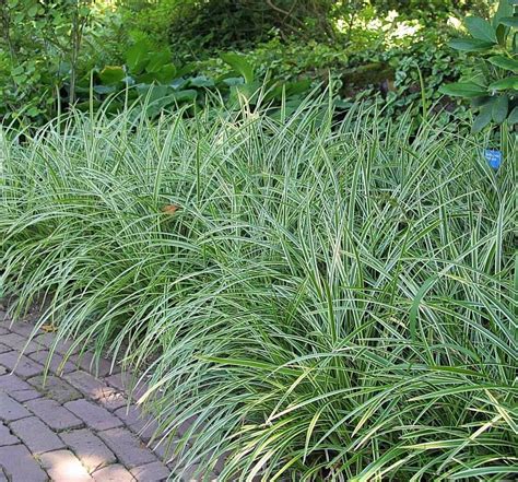 Japanese Sedge Grass 'Ice Dance' - Carex