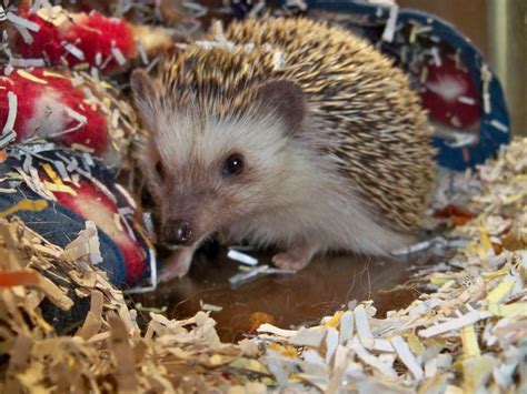 A Hedgehog Cuddling With a Raspberry : r/pics