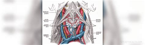 Symptoms of jugular vein thrombosis | Cardiovascular Disorders and Diseases articles | Body ...