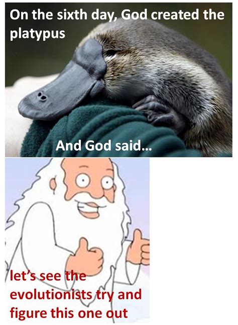 platypus mystery Funny Animal Memes, Funny Animal Pictures, Funny ...