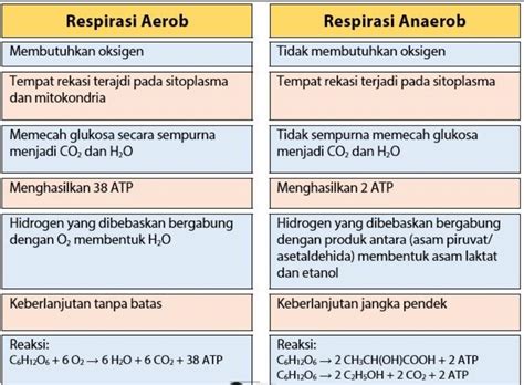 Perbedaan Respirasi Aerob Dan Anaerob