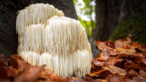 Hericium Erinaceus | Proprietà e benefici del fungo medicinale