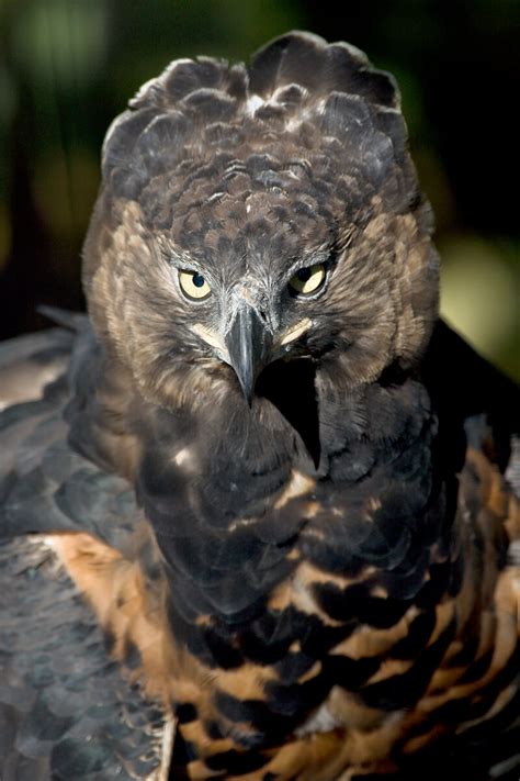 Crowned Eagle | San Diego Zoo Animals & Plants