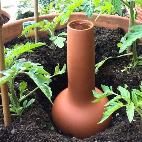 Olla Terracotta Irrigation Pot in 2021 | Plants, Container gardening, Clay pot irrigation