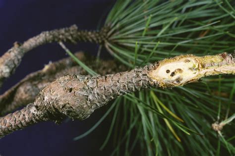 PINE GALL WEEVIL, Podapion gallicola Riley - Field Guide to Common ...