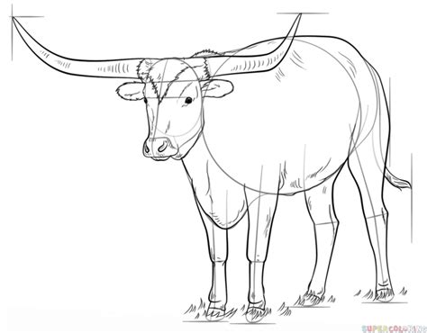 How to draw a longhorn step by step. Drawing tutorials for kids and ...