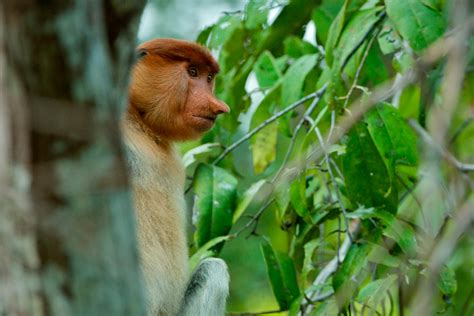 Female Proboscis Monkey | Sean Crane Photography