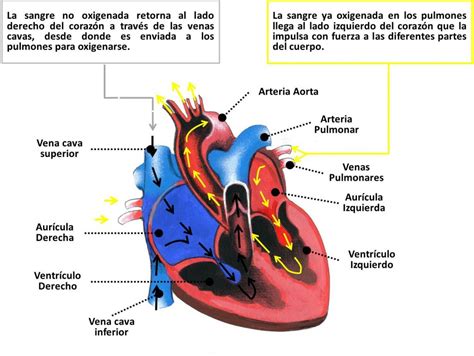 FISIOLOGÍA NORMAL DEL CORAZÓN