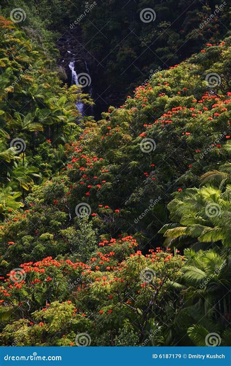 Small Waterfall in Jungle of Hawaii Stock Image - Image of awesome, hike: 6187179