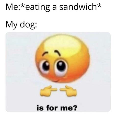 Don't give me those puppy dog eyes! : r/memes