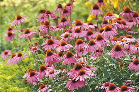 Coneflower Growing Guide | Garden Gate