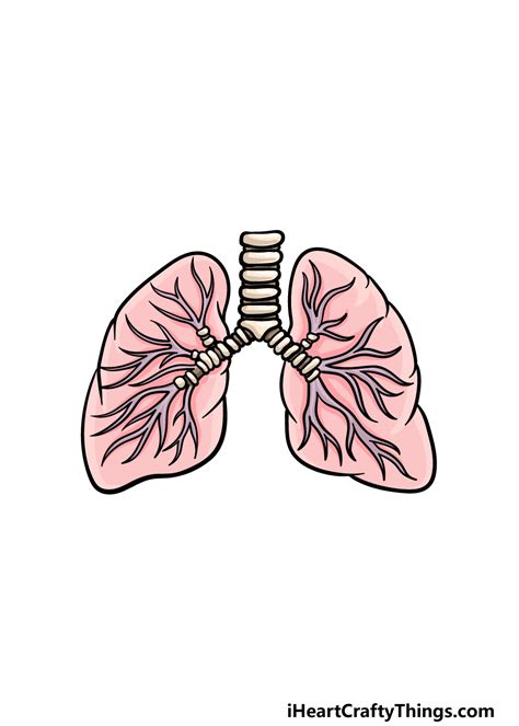 lungs Art Drawing For Kids