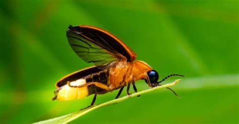 Firefly Lifespan: How Long Do Fireflies Live? - A-Z Animals