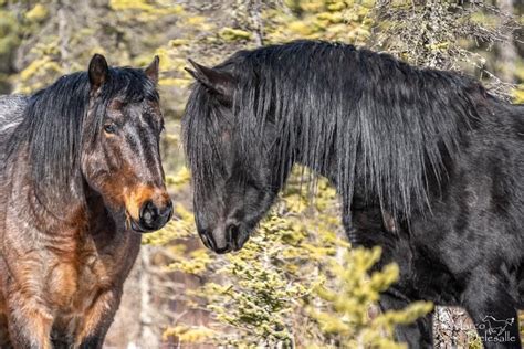 Wild Horses of Alberta | Horses, Wild horses, Wild