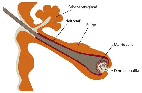 Human Follicle Dermal Papilla Cells (HFDPC) | PromoCell