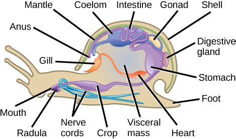 The animals having soft bodies with shell as a covering belongs toA. EchinodermataB. MolluscaC ...