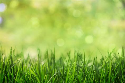 Download Green Grass With Bokeh Background | Wallpapers.com