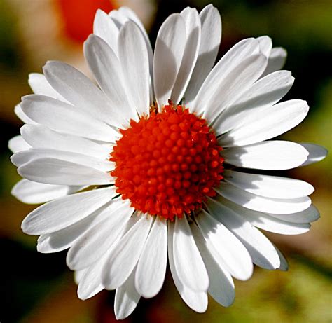 Red daisy | Alan Taylor | Flickr