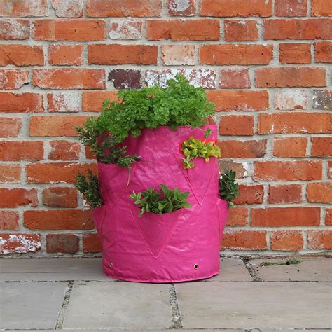 Buy Strawberry and herb patio planters - set of 2: Delivery by Waitrose Garden