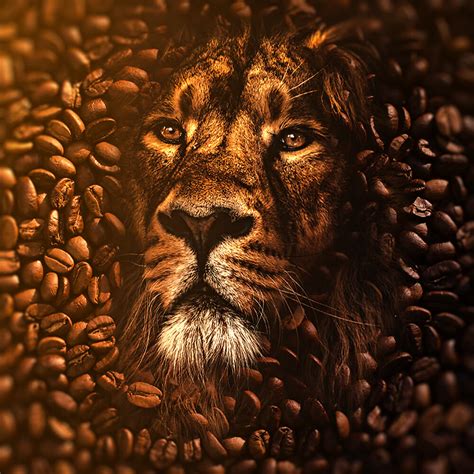 Lion Cb Background Hd - Infoupdate.org