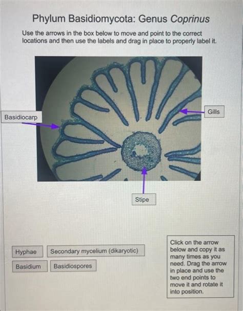 Solved Phylum Basidiomycota: Genus Coprinus Use the arrows | Chegg.com