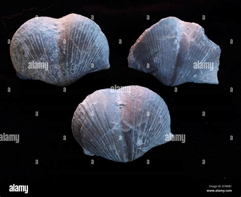 Brachiopod fossils Stock Photo - Alamy