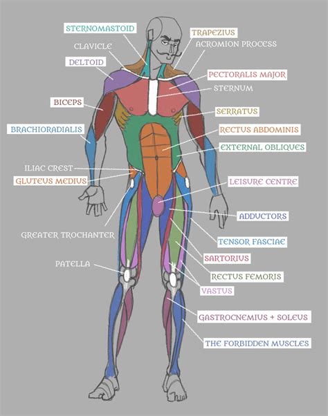 Human Anatomy: Muscles with Labels! by Pseudolonewolf on DeviantArt