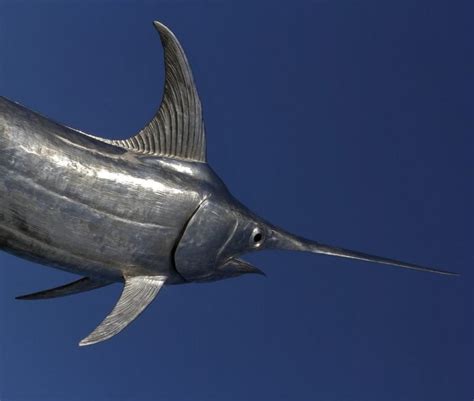 Swordfish Facts & Information Guide - American Oceans