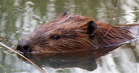 Beavers - Indiana Dunes National Park (U.S. National Park Service)