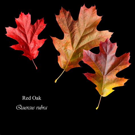 Fall Red Oak Leaves Photograph by Russell Shively