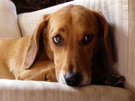 Worried dachshund/beagle mix | Terms of Use: Please consider… | Flickr