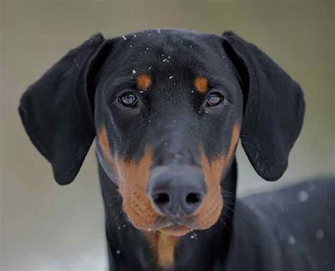 Doberman Ear Cropping - How It Affects Your Dog