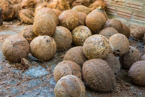 Dried coconut peel stock image. Image of ripe, dried - 103477537