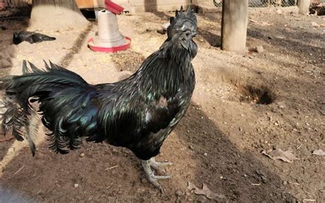 Ayam Cemani Chicken - Breed Profile & Facts - LearnPoultry