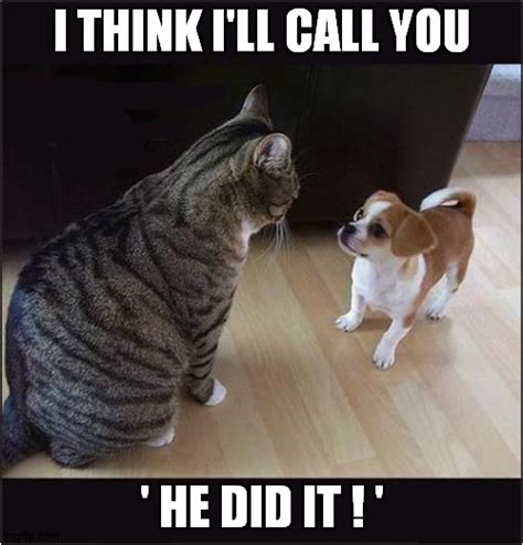 This Cat Is Going To Blame Puppy For Everything ! - Imgflip